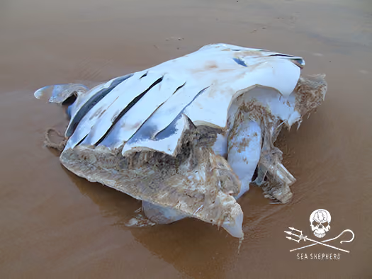 Raphael Jordão/ Sea Shepherd Brasil