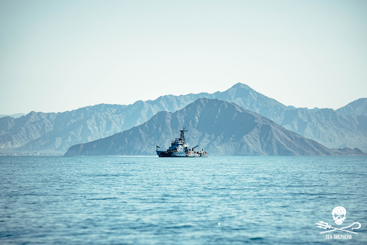 190820_©_Sea Shepherd_Melissa_Romao_FUJI4619