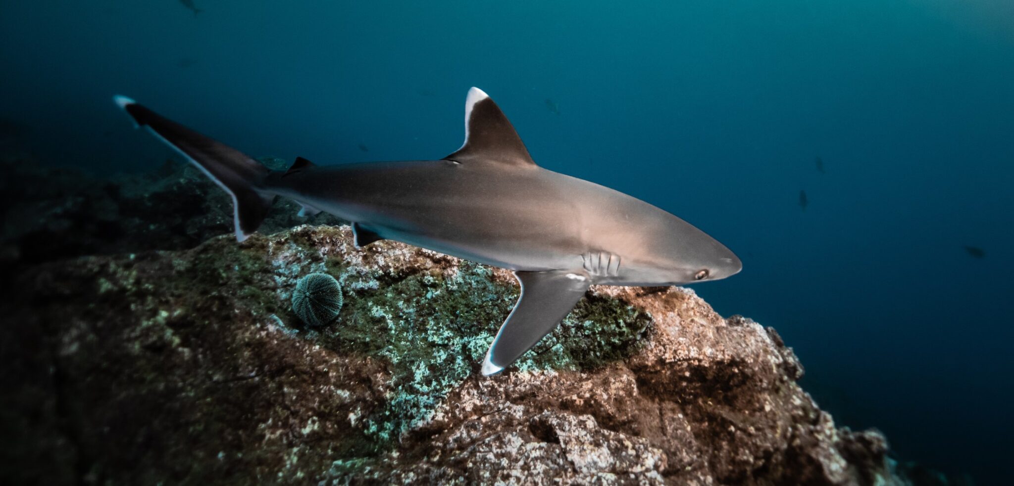 Sea Shepherd Assina Acordo Com Governo Do Peru Para Preservação De