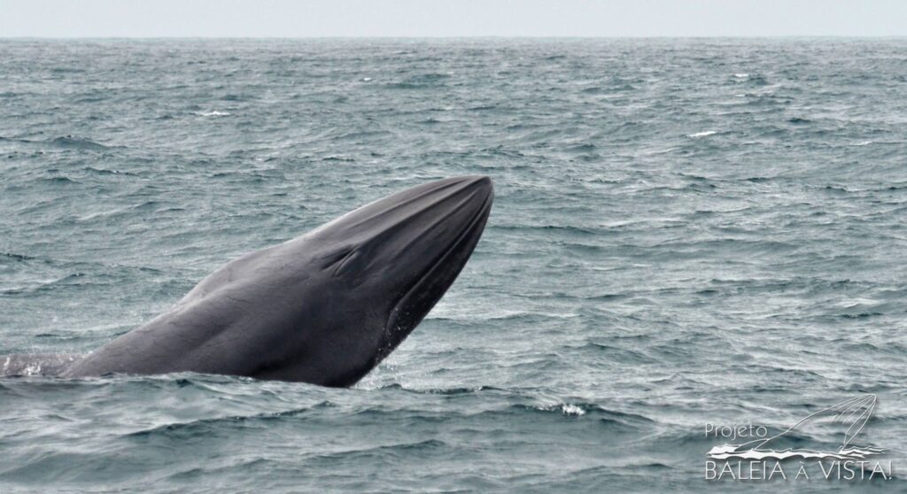 As baleias-de-bryde são observadas na costa do país