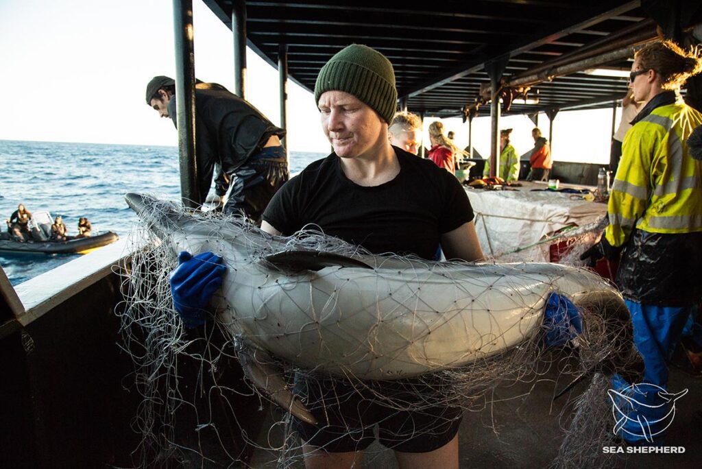 Homem segurando golfinho preso em rede de pesca