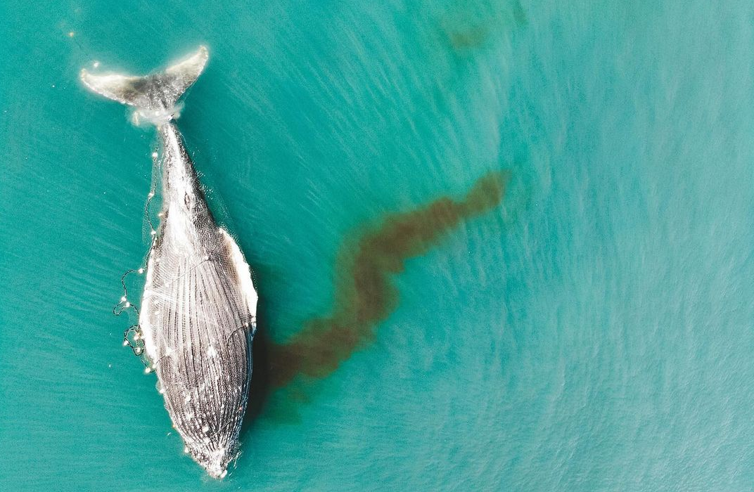 Baleia enredada