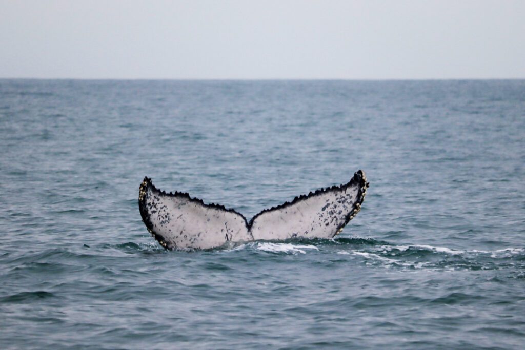 Redução da população de krill afeta baleias Jubarte