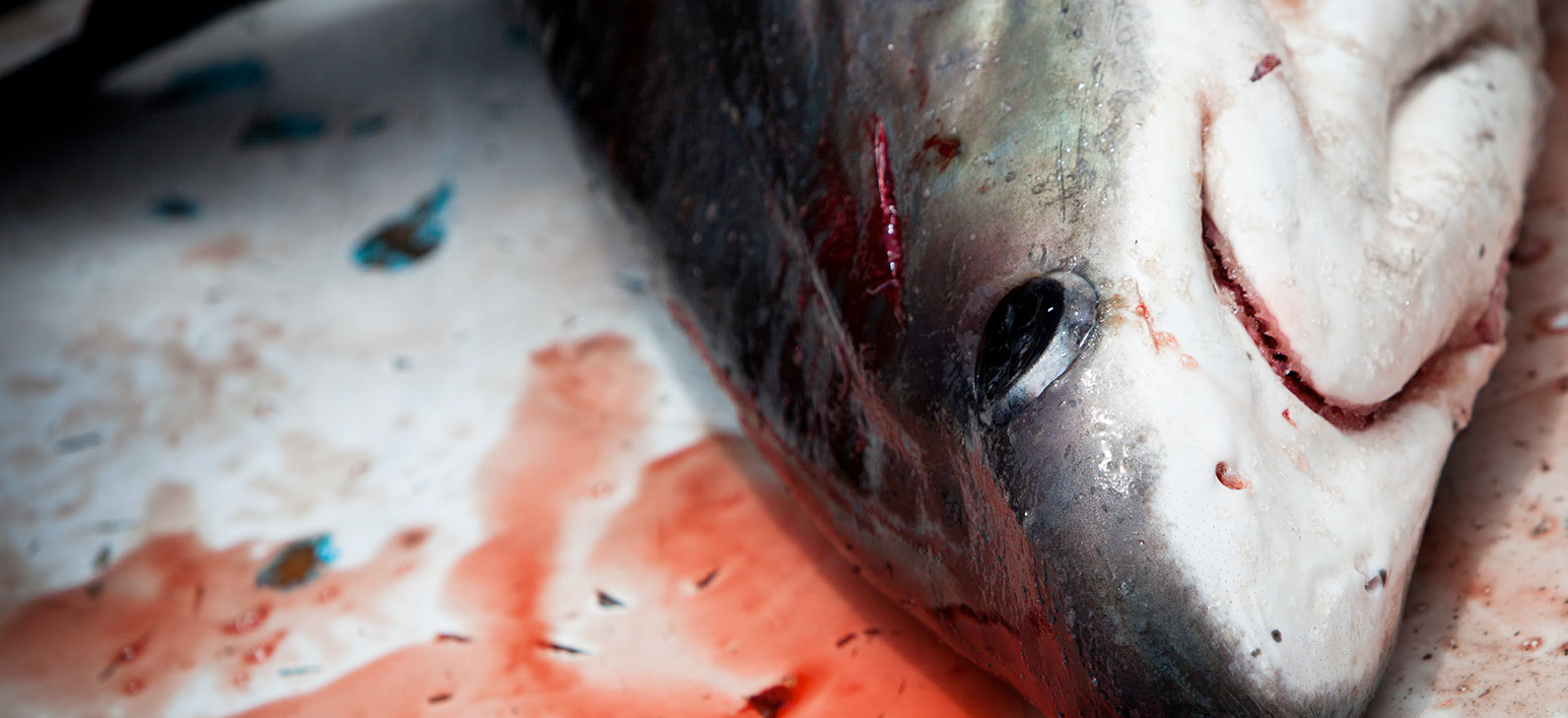 Tubarão morto sobre poça de sangue