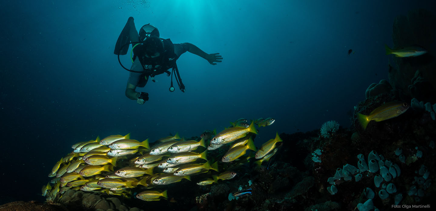 Mergulhador em meio a cardume de peixes. Foto: Olga Martinelli