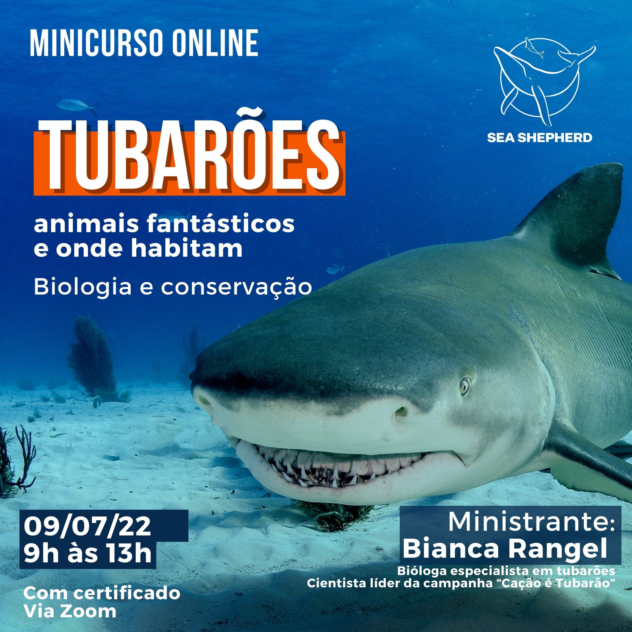 Minicurso online sobre Tubarões