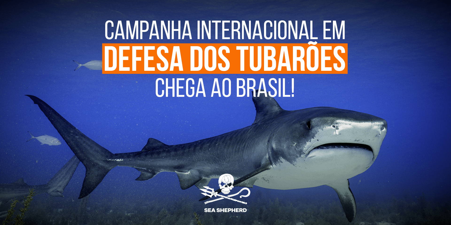 Campanha internacional Shark Defense da Sea Shepherd Global chega no Brasil para proteger os tubarões de Fernando de Noronha