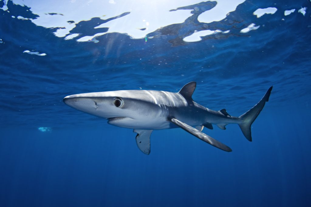 blue shark, prionace glauca